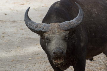Obraz premium A wild african buffalo in Senegal