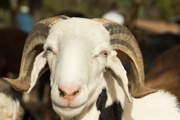A goat at market in Gambia