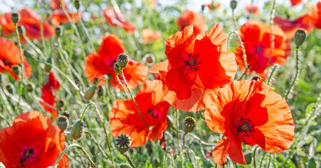 Fototapeta na wymiar Summer happiness: meadow with red poppies :)