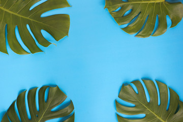 Monstera leaves around each corner decorated over creative vibrant blue plain background.