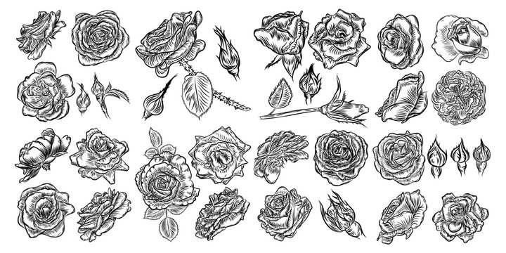 Tattoo concept rose flowers set. Tattooing idea collection style ink roses elements. Wild flowers mix for design. Vector.