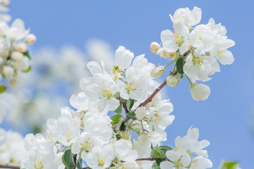 Fototapeta na wymiar Orchard tree white buds and flowers on spring branch at blue sky background outdoors