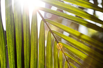 Palmenwedel im Urlaub, Sonnenschein 