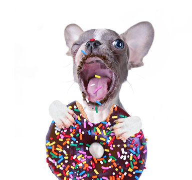 cute french bulldog puppy taking a giant bite out of a chocolate doughnut with sprinkles photo studio shot on an isolated white background