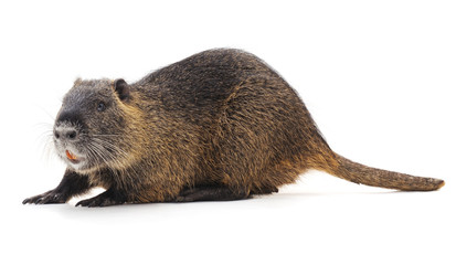 Large brown nutria.