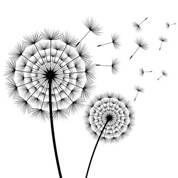 Beautiful flowers dandelions black and white