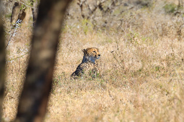 Cheetah close up from South Africa