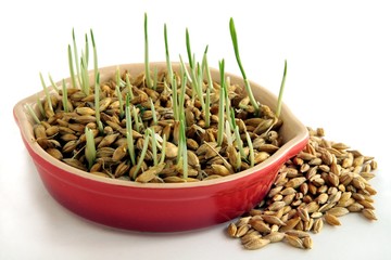 barley seeds with green sprouts