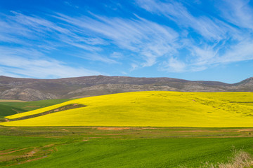 Rapeseed fields along the road to Franschhoek, South Africa