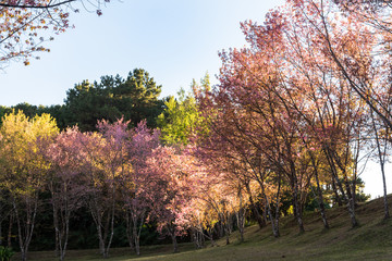 Thailand cherry blossom