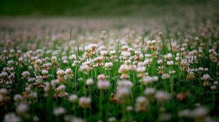 Clover Field, Vermont