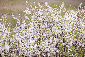 Cherry tree flowers with blue sky. Spring concept