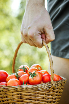Tomato harvest in summer