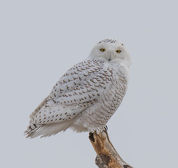 Snowy Owl on Branch
