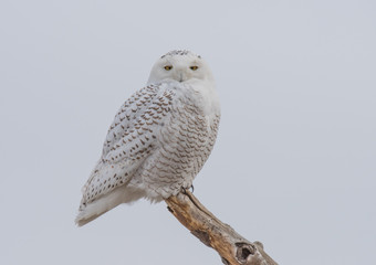Snowy Owl on Branch