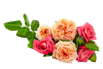 red rose isolated on white background