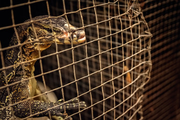 Small lizard in a cage  on sale