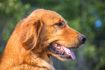 Golden Retriever Female