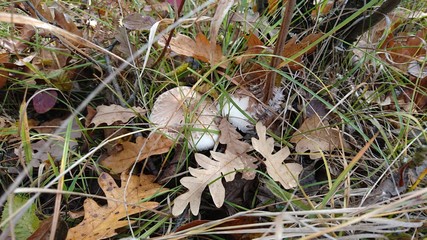 Mushrooms