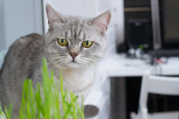 British cat and green grass