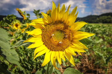 Sunflowers and Honey Bees