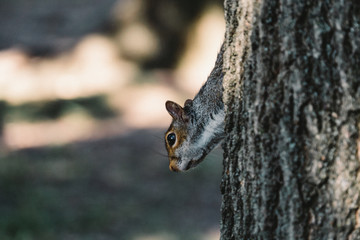 Squirrel on side of a tree