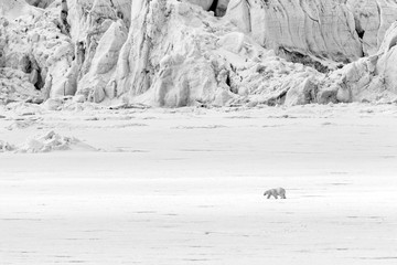 Fototapeta na wymiar Polar bear runs along a ice floe along a glacier, Svalbard, Spitsbergen, Norway