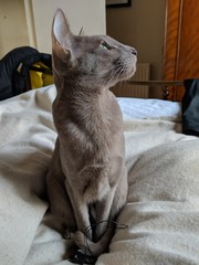 What's out there? Lilac Oriental Short Hair cat