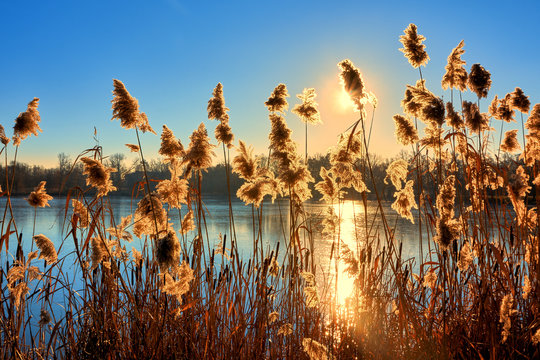 Seeufer mit Schilf bei Sonnenuntergang