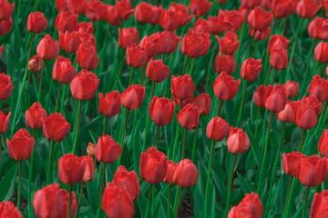 Obraz premium Город Санкт-Петербург, парк им. СМ Кирова. 2016 год. 