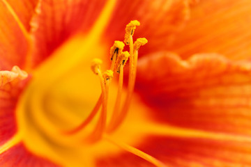 Fototapeta na wymiar beautiful bright red-orange lily flower