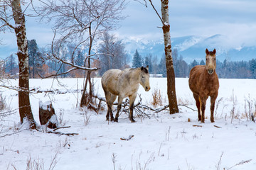 Horses by a winter field with trees and mountains in background, Flathead Valley, Montana