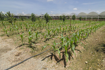 Fototapeta na wymiar Corn plantation at outdoor.