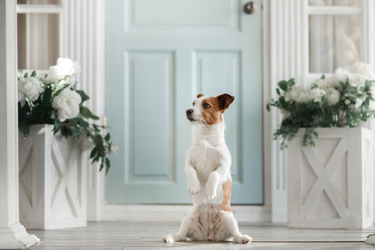 Dog Jack Russell Terrier on the porch