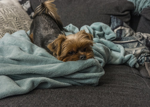 Pixel - mały ale wariat