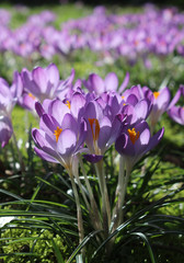 A group of beautiful purple crocus flowers, backlit by the sun in the springtime.