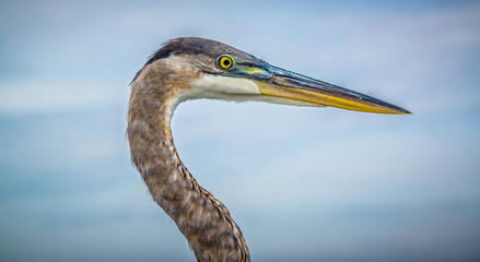 Blue Heron Closeup