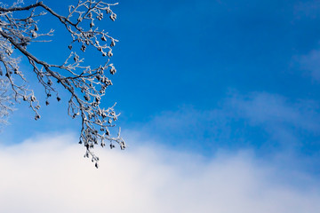 White frozen tree branches at winter, abstract image
