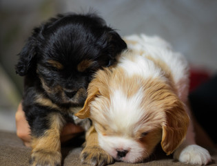two sweet tiny white and black cavalier puppies are standing close together, stepping on each other against a gray wall closeup
