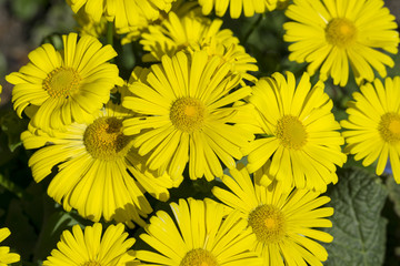 Gemswurz im Frühling