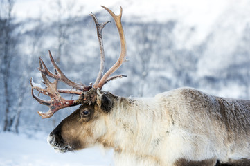 reindeer in its natural environment in scandinavia