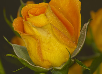 Nahaufnahme von Gelb-Oranger Rose mit Wassertropfen