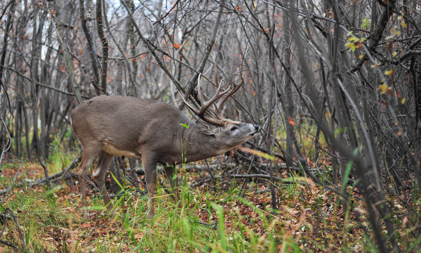 Fototapeta White Tail Buck Sniffing out the Females, during the Rut in the City Park, of Calgary, Alberta