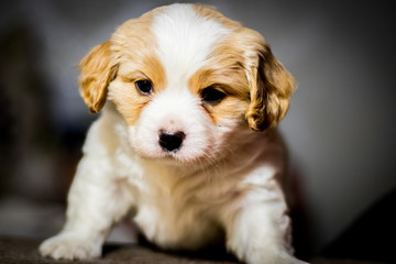 a pretty face of a white-beige little cavalier with a black nose and a sweet face looking directly at the lens - a large close-up against a gray wall