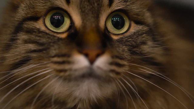 Cute muzzle of a tabby domestic cat that looks in different directions