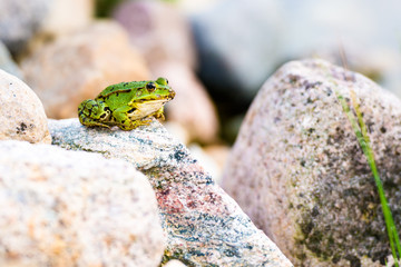 Teichfrosch