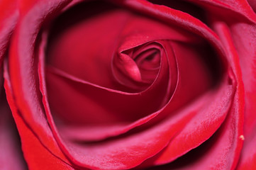 Red; Rose; Macro; Abstract