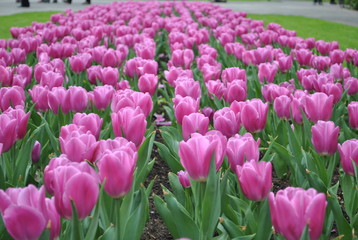 purple tulips