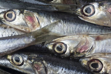 Raw Anchovies in a group macro