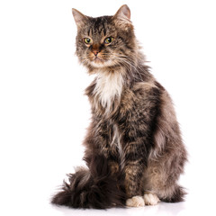 Striped kitten on a white background.
